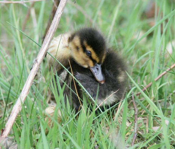 Mallard Mallard