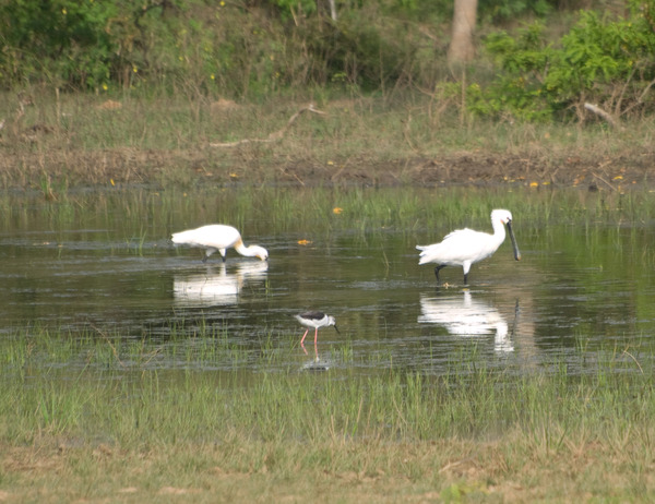 Common Spoonbill Common Spoonbill