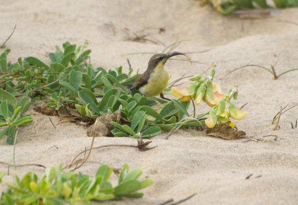 Purple Sunbird Purple Sunbird