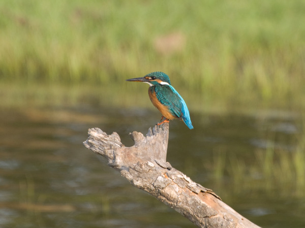 Common Kingfisher