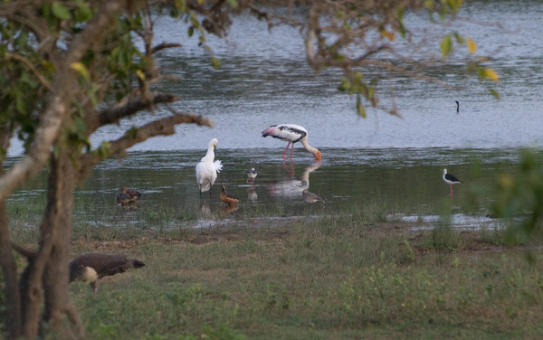 Painted Stork