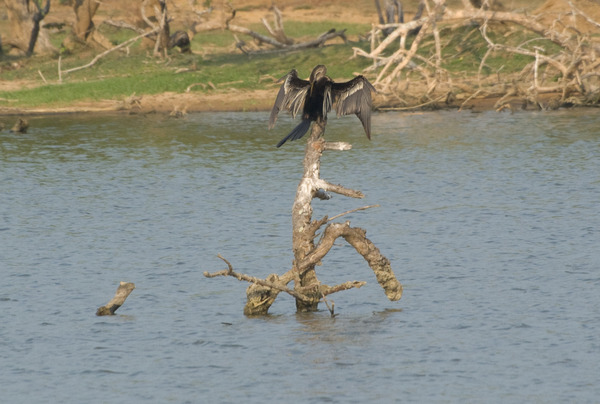 Darter Darter