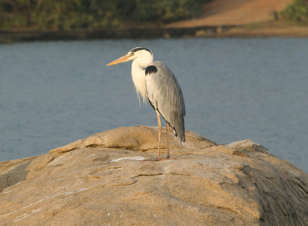 Grey Heron