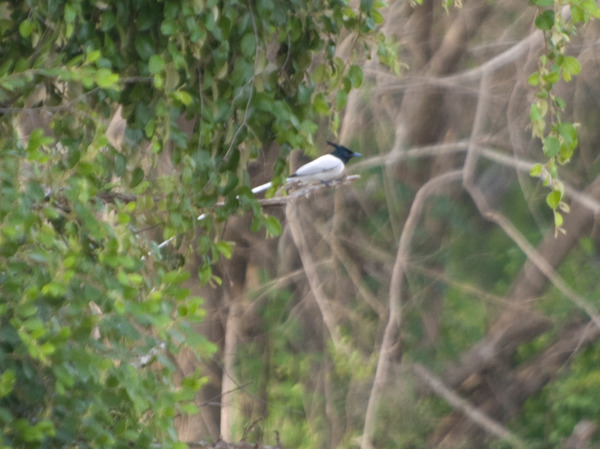 Asian Paradise flycatcher