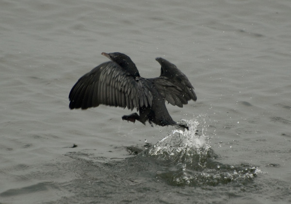 Little Cormorant