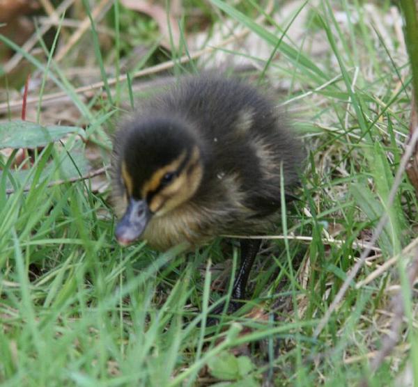 Mallard Mallard