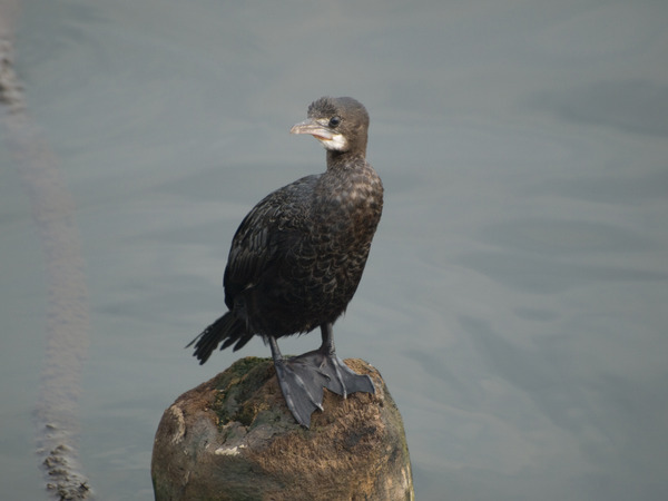 Little Cormorant