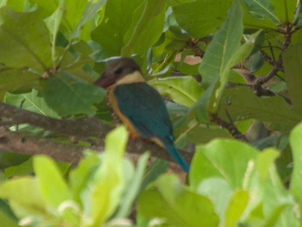 Stork-billed Kingfisher Stork-billed Kingfisher