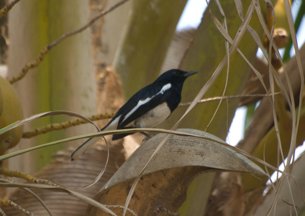 Oriental Magpie-Robin