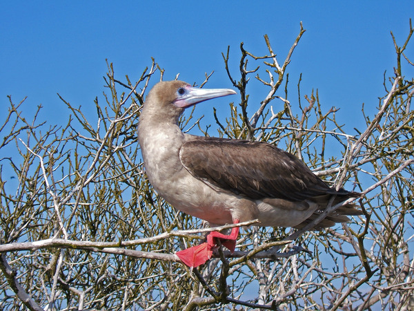 Red-footed Booby