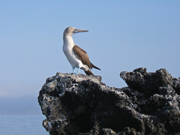 Blue-footed Booby