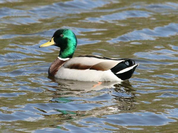 Mallard Mallard