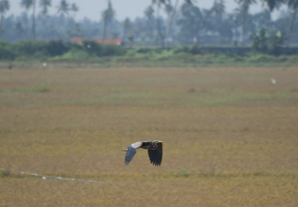 Purple Heron