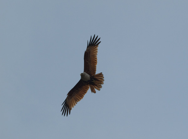 Brahminy Kite