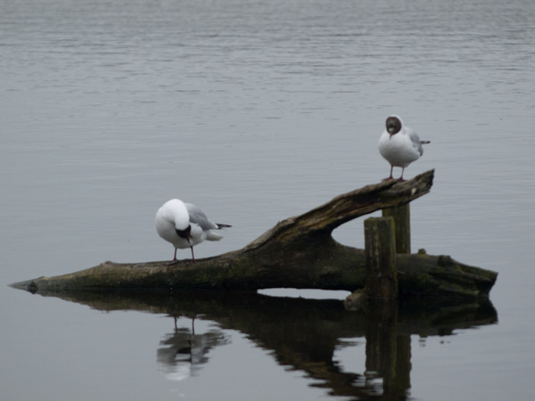 Black-headed Gull Black-headed Gull