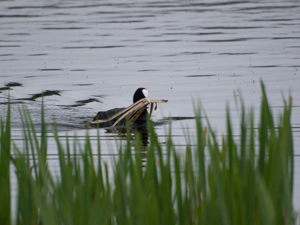 Common Coot