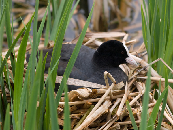 Common Coot