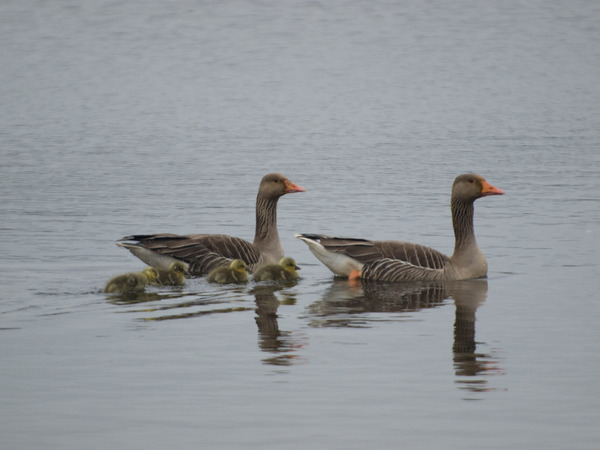 Greylag Goose Greylag Goose