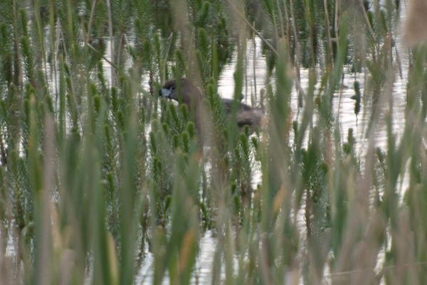 Pied billed Grebe