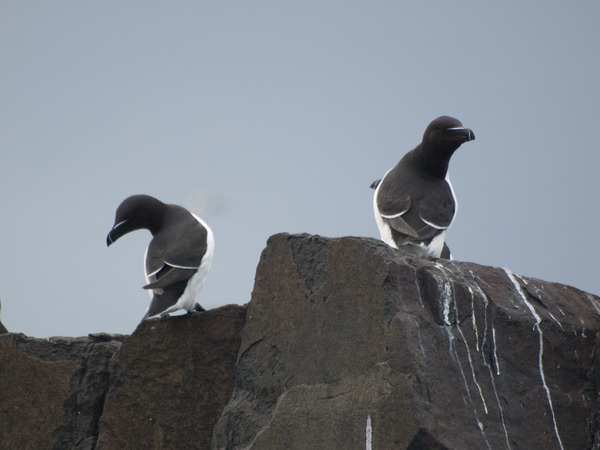 Razorbill Razorbill