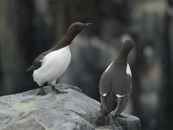 Guillemot Guillemot