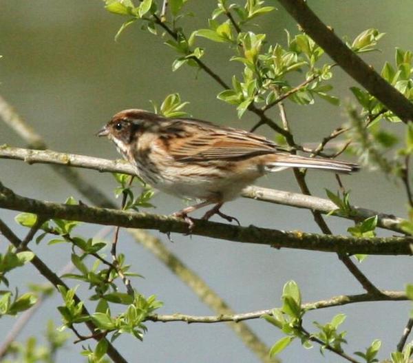 Reed Bunting