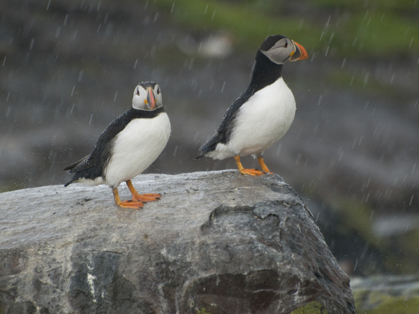 Atlantic Puffin Atlantic Puffin