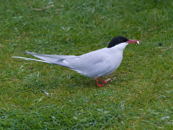 Artic Tern