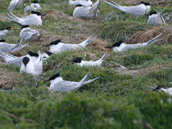 Sandwich Tern Sandwich Tern