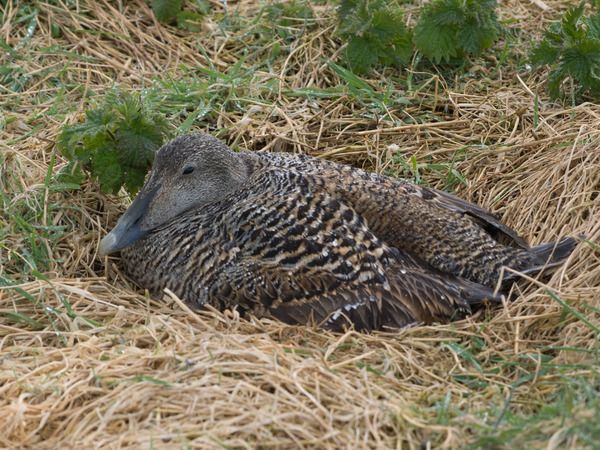 Eider Eider