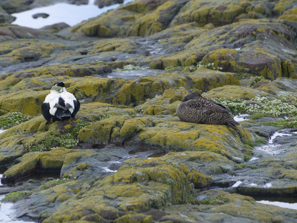 Eider Eider