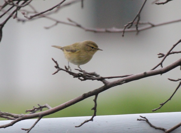 Chiffchaff Chiffchaff