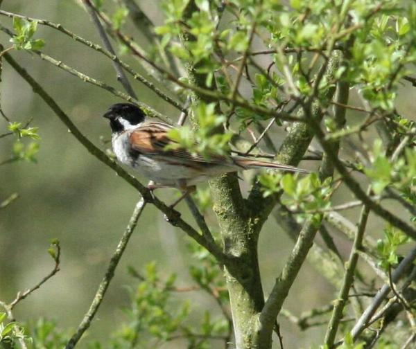 Reed Bunting