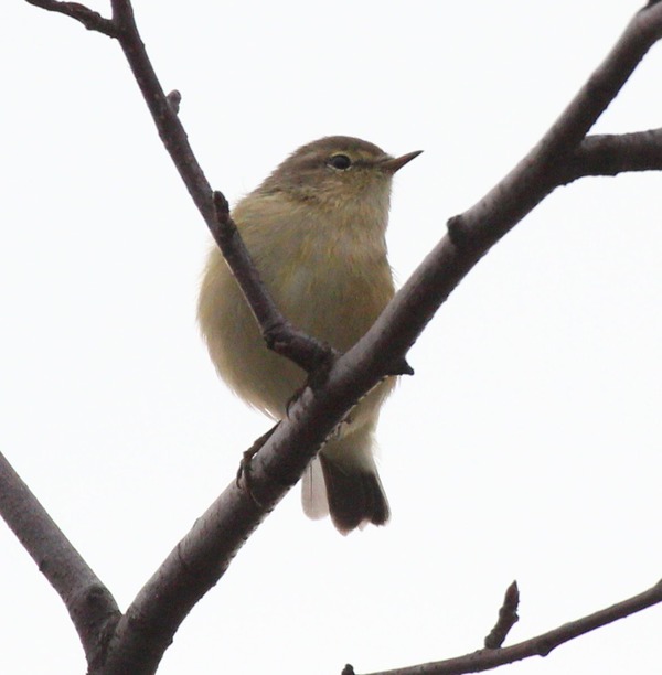 Chiffchaff Chiffchaff