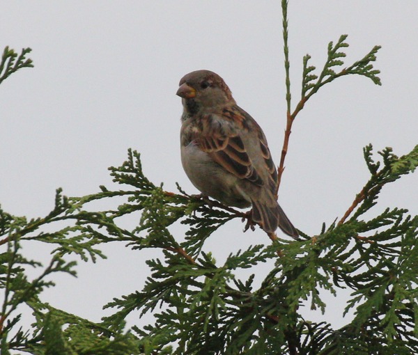 House Sparrow House Sparrow