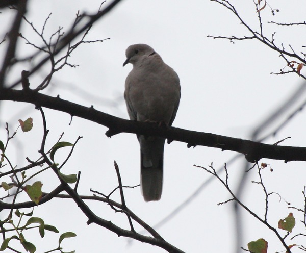 Eurasian Collared Dove Eurasian Collared Dove