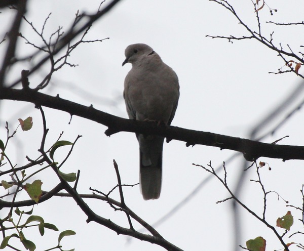 Eurasian Collared Dove