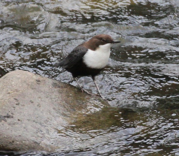 Dipper Dipper
