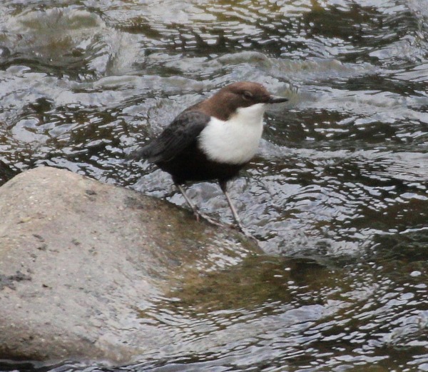 Dipper