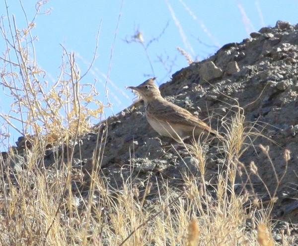 Crested Lark Crested Lark