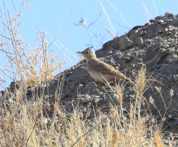 Crested Lark