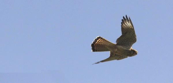 Common Kestrel Common Kestrel