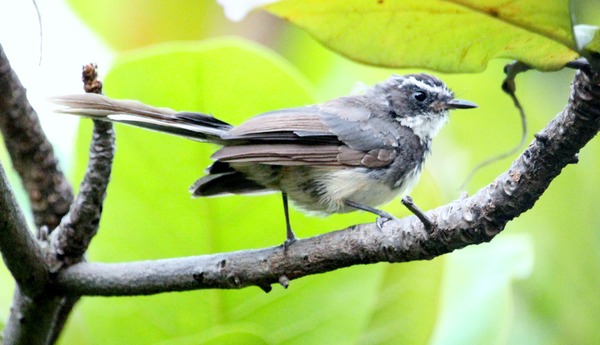 White Throated Fantail