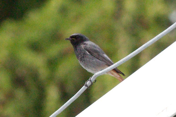 Black Redstart