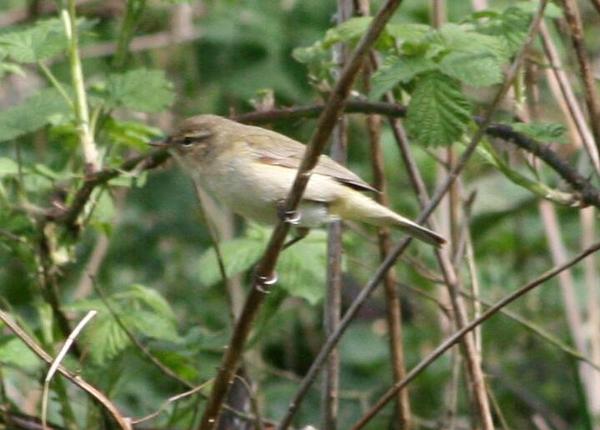 Willow Warbler Willow Warbler