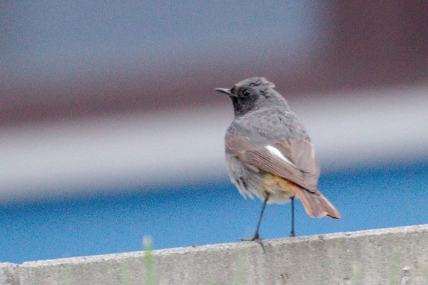 Black Redstart