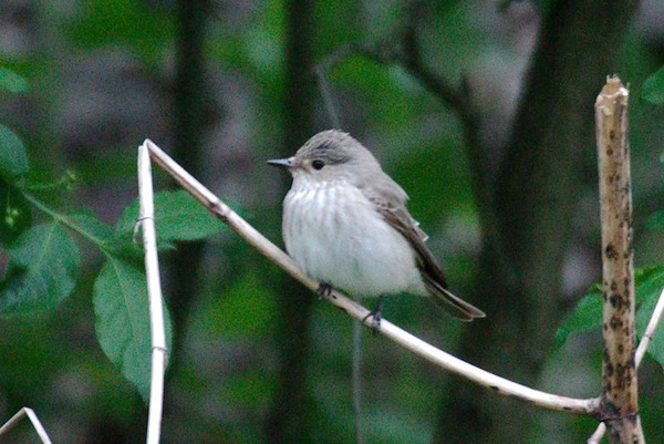 Spotted Flycatcher