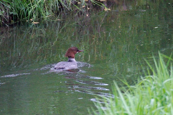 Goosander Goosander