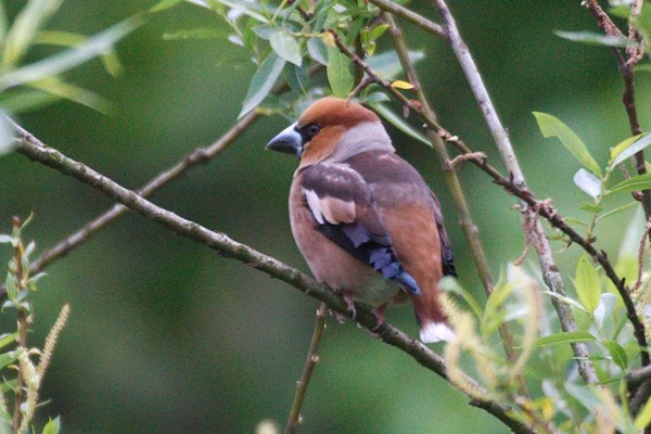 Hawfinch