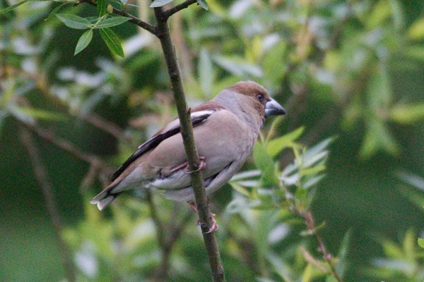 Hawfinch